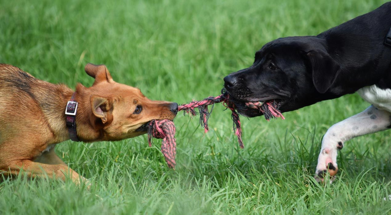 Two dogs playing together pulling on either end of a rope toy