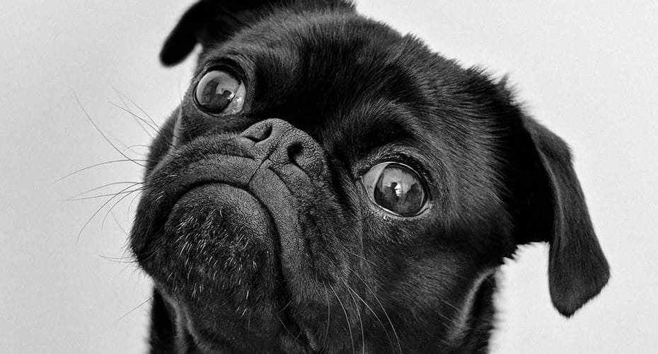 cute black pug
